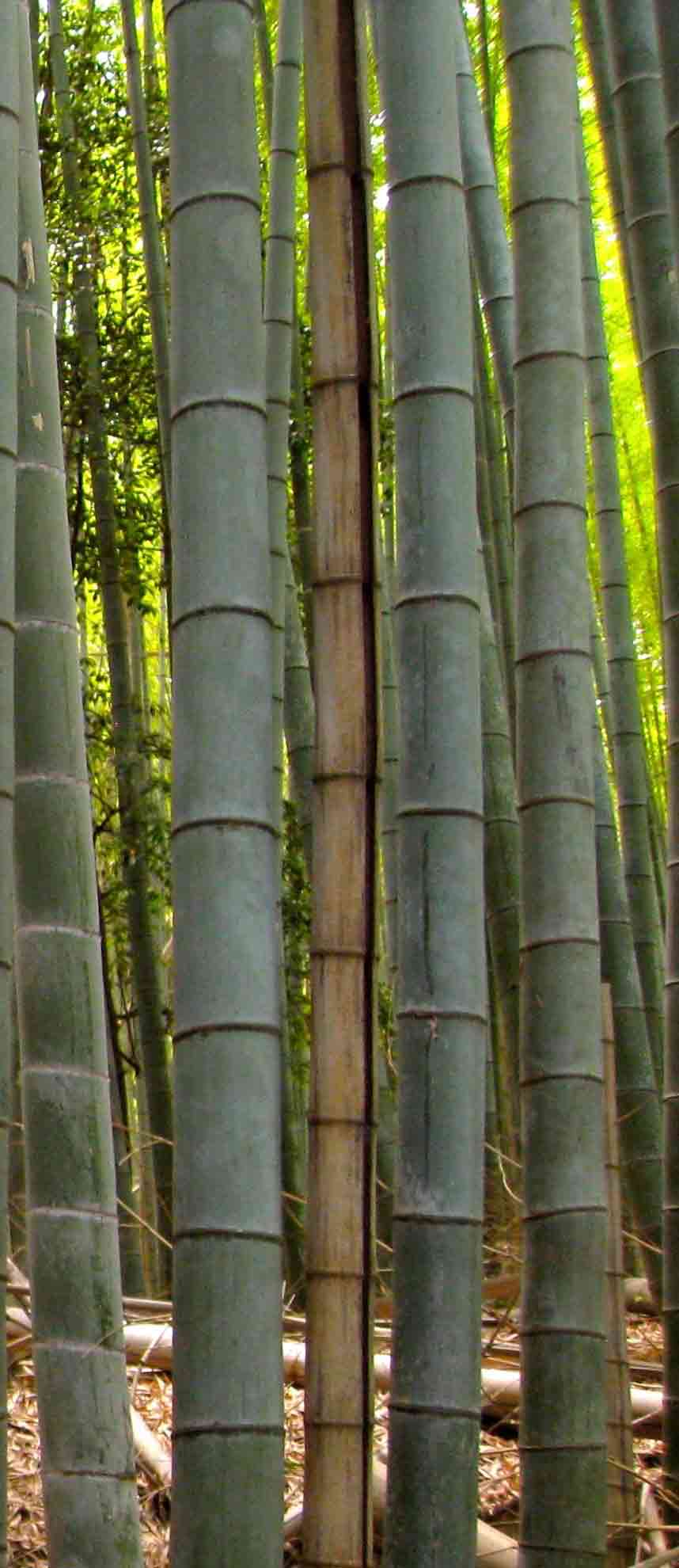 bamboo